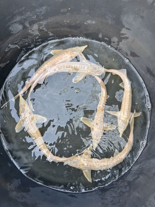 Ryby ozdobne do oczek wodnych – koi japońskie, orfa, karaś,jesiotr