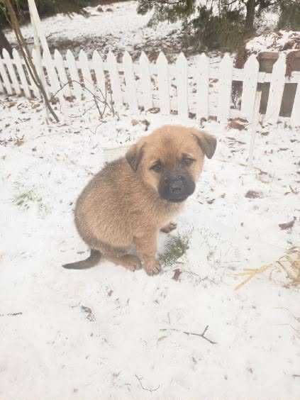 8-tygodniowe maluchy do adopcji – pieski i suczki