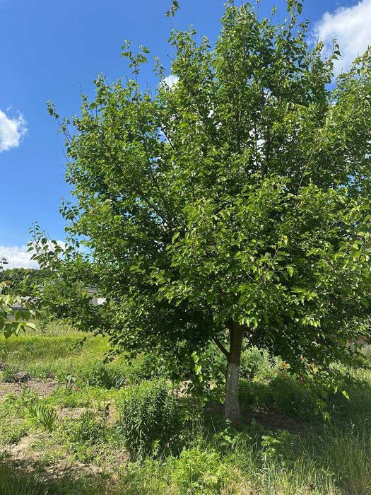 Продаж земельної ділянки в смт Киїнка, район "Дубки"