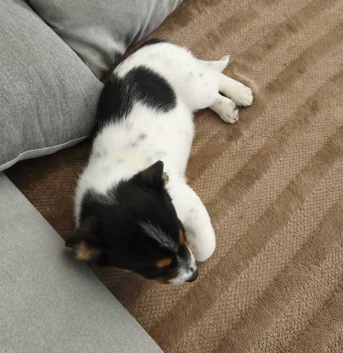 Собака Джек Рассел