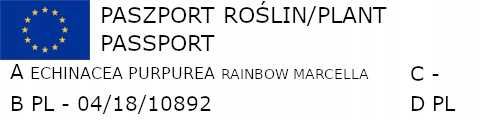 JEŻÓWKA RAINBOW MARCELLA - sadzonki w doniczkach