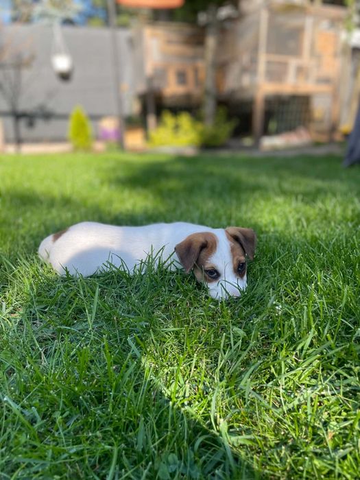 Jack Russell terrier szczeniak