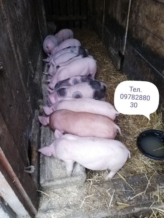 Продам. Поросята