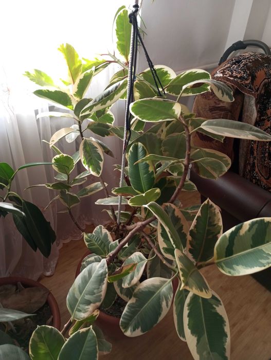 Фікус каучуконосний варієгатний