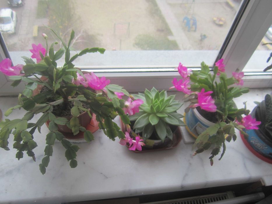 Цветок рождественник Schlumbergera (розовый)