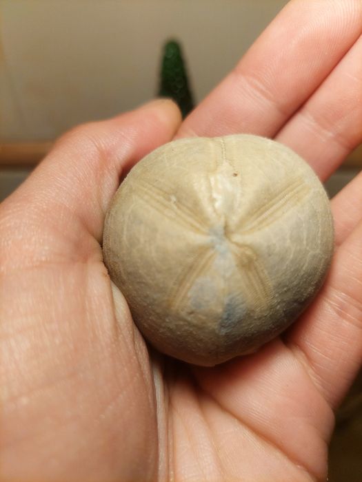 Fóssil ouriço do mar Cretácico