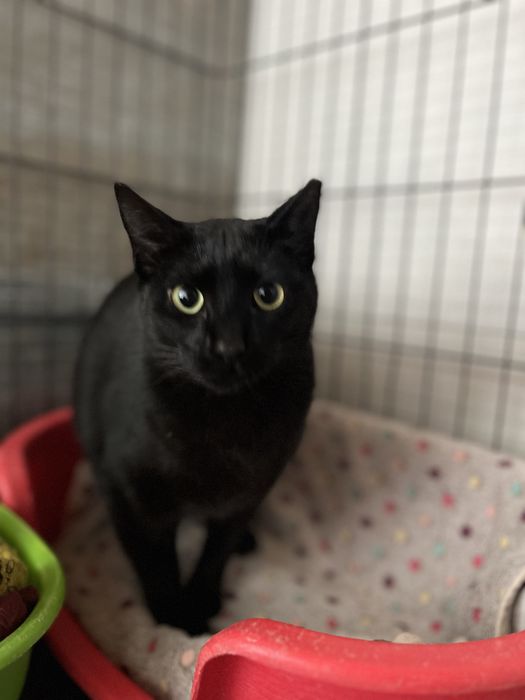 Princesa- A gatinha do rabo cortado!