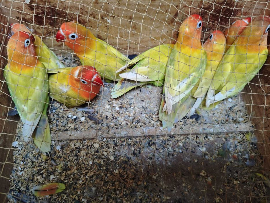 Fishers lutinos muito bonitos
