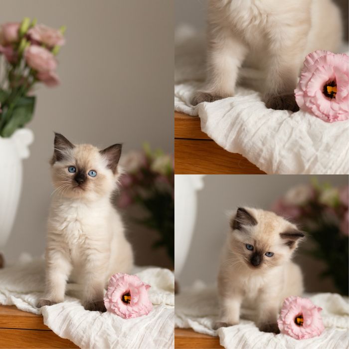 Koteczki Ragdoll -GABI i GAYA ( Koteczka Gaya zarezerwowana )