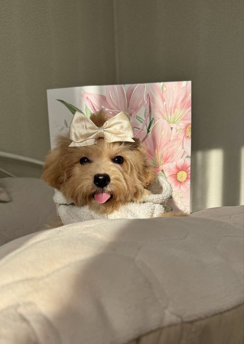 Красива дівчинка мальтіпу f-1