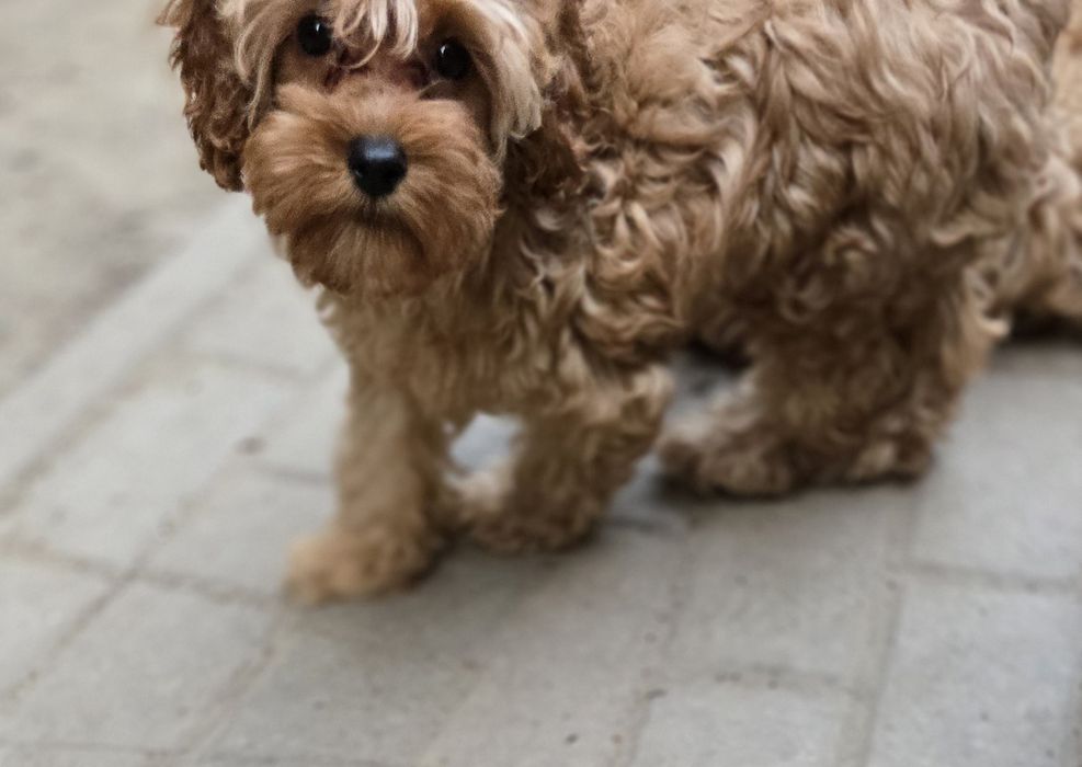Cavapoo/ chłopczyk
