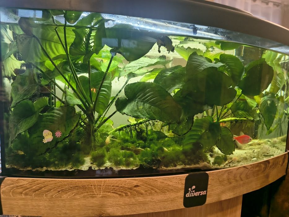 Akwarium 35l z szawką i rybkami