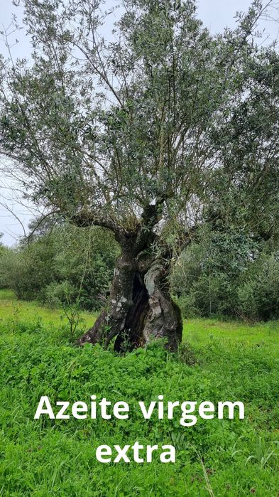 Azeite caseiro virgem extra