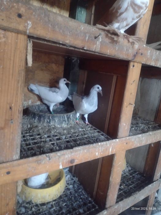 golebie ozdobne, motyle, srebrniaki