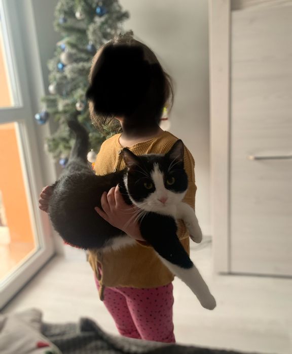 Kocur Leoś szuka nowego domku