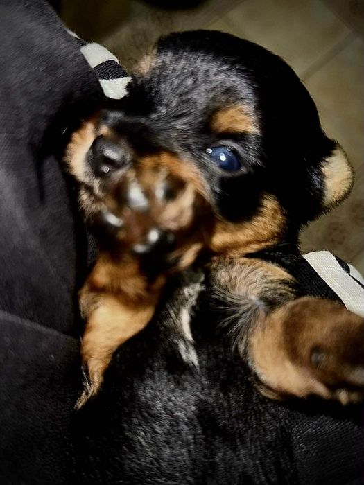 Yorkshire Terrier Miniatura Macho