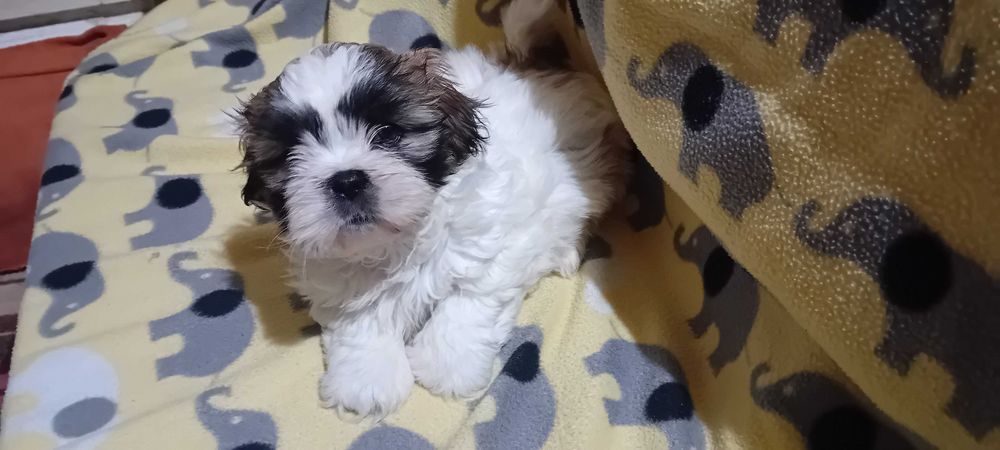 Piękny piesek Shih-tzu