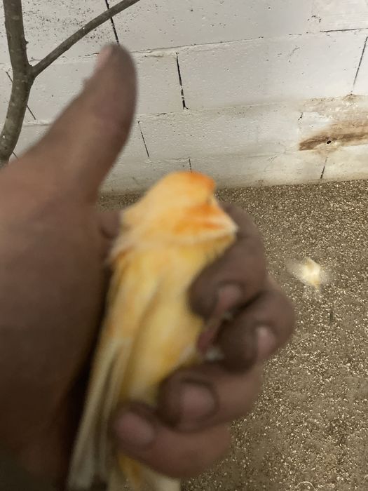 Canarios a bom preço