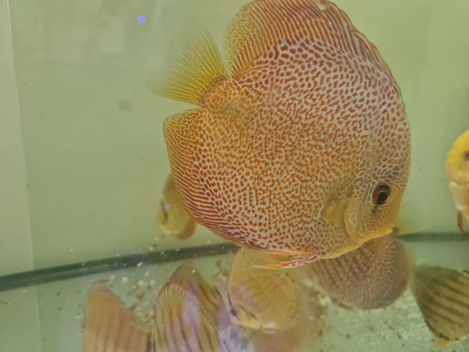 Discus Super Pantera