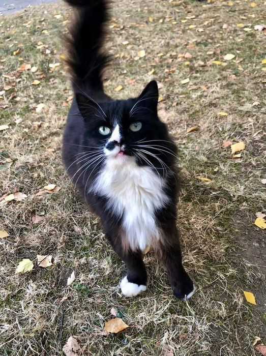 Котик біколор шукає родину