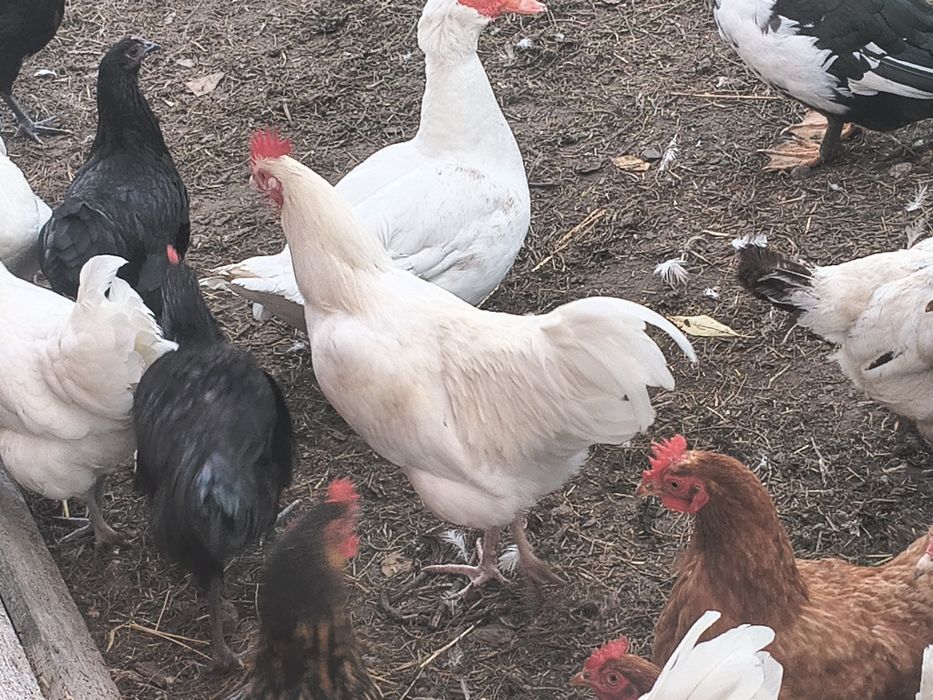 Koguty Australorp białe i czarne