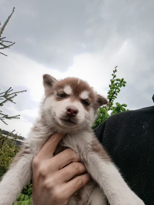 Szczenię Syberian Husky rudy