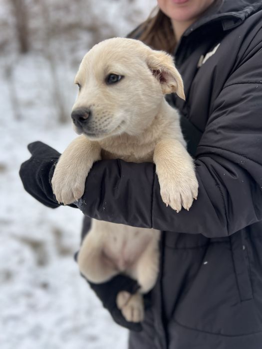 Цуценята шукають родину!Кривий Ріг