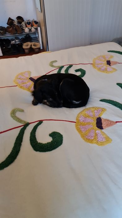 Cadela para adopção