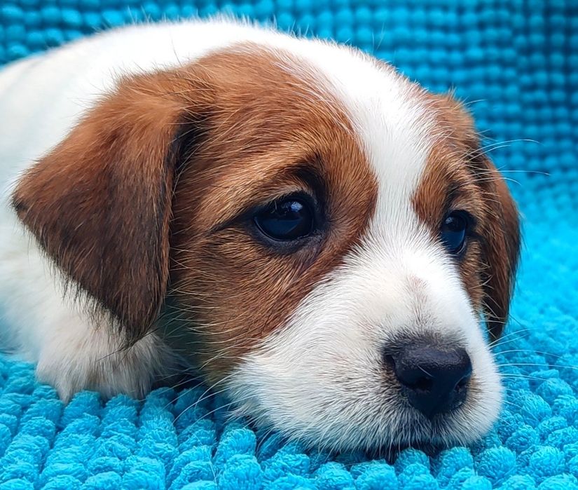 Щенки джек рассел терьера