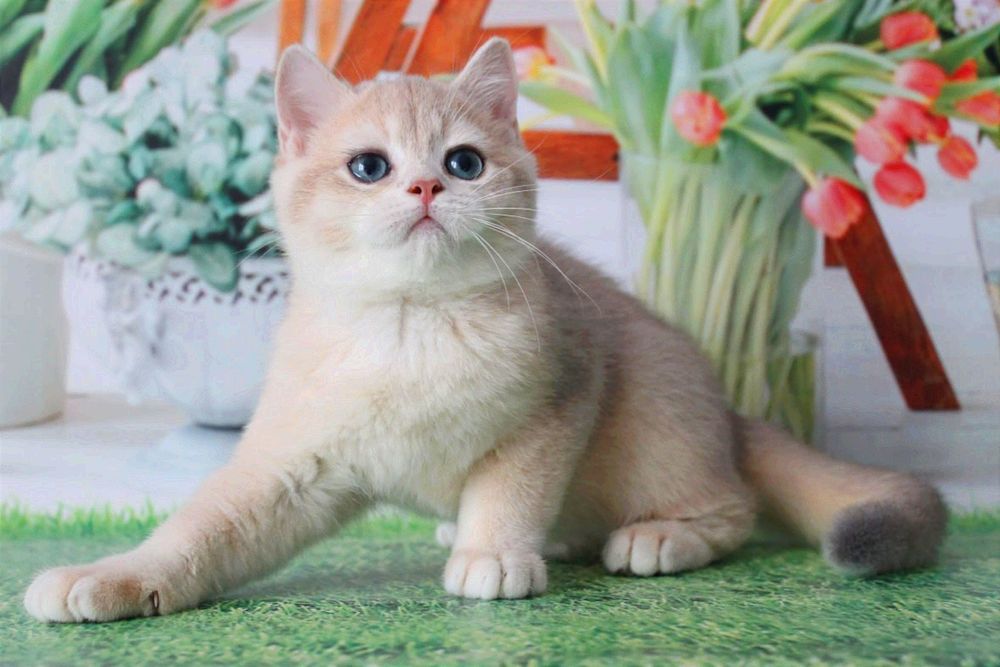 Найяскравіше забарвлення - голубе золото, британський котик