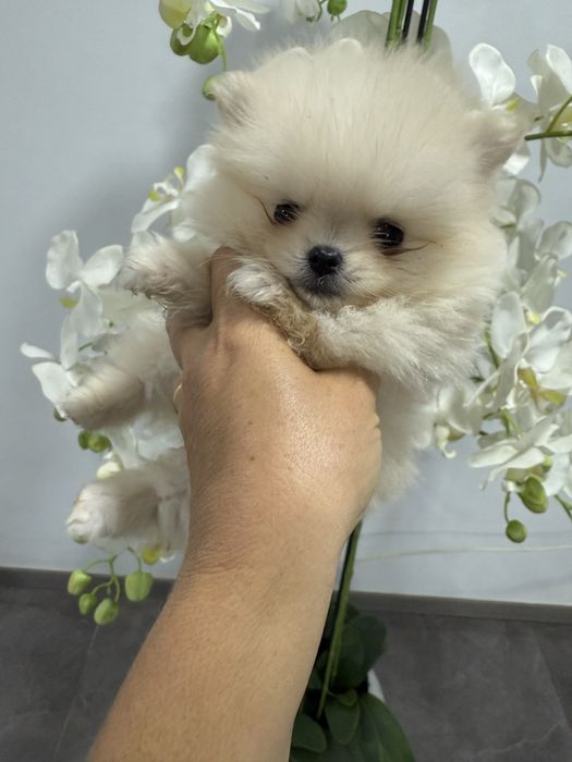 Spitz anão alemão lulu da poumorania menina mini