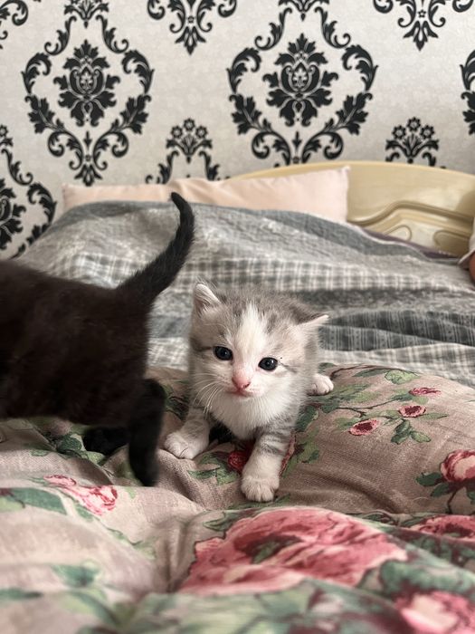 Віддам кошенят БЕЗКОШТОВНО