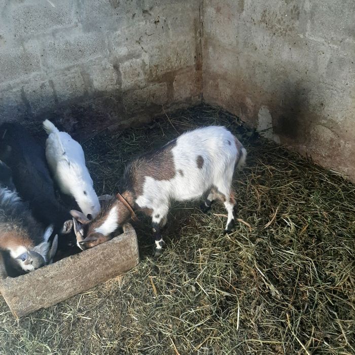 Vendo Cabras anãs  puras