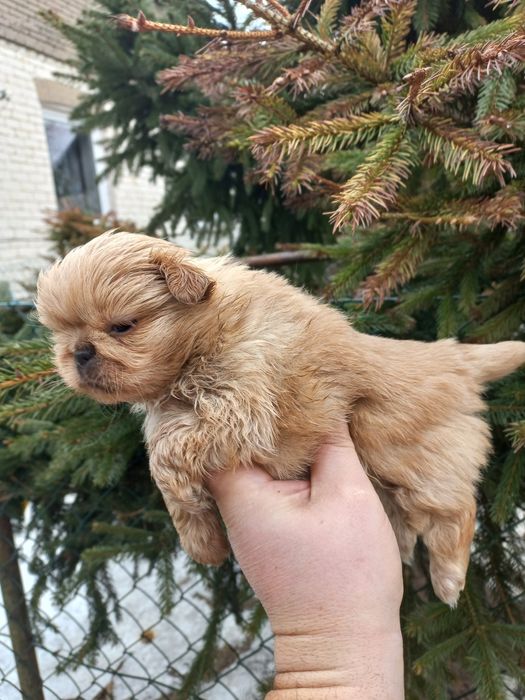 Pekińczyk miniaturka