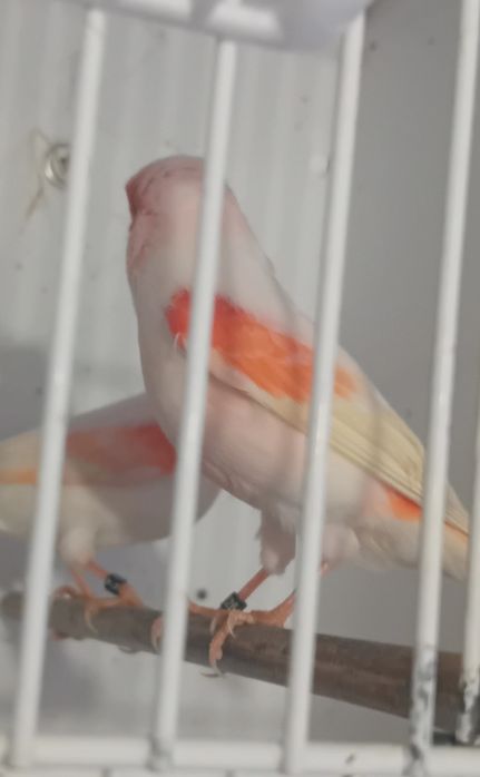 Casais de canários mosaicos vermelhos 2025