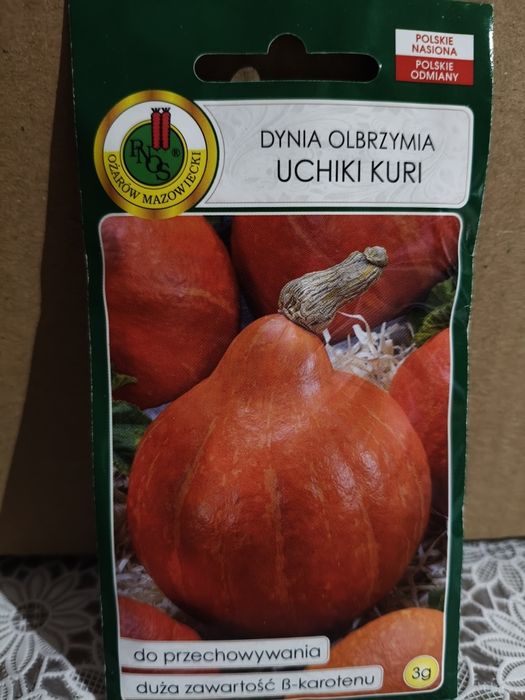 Dynia olbrzymia Uchiki Kuri