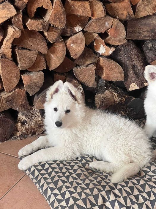 Pastor Branco Suíço fêmea – criado em ambiente familiar