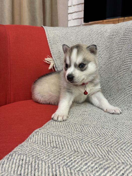 Щенки Сибирской Хаски