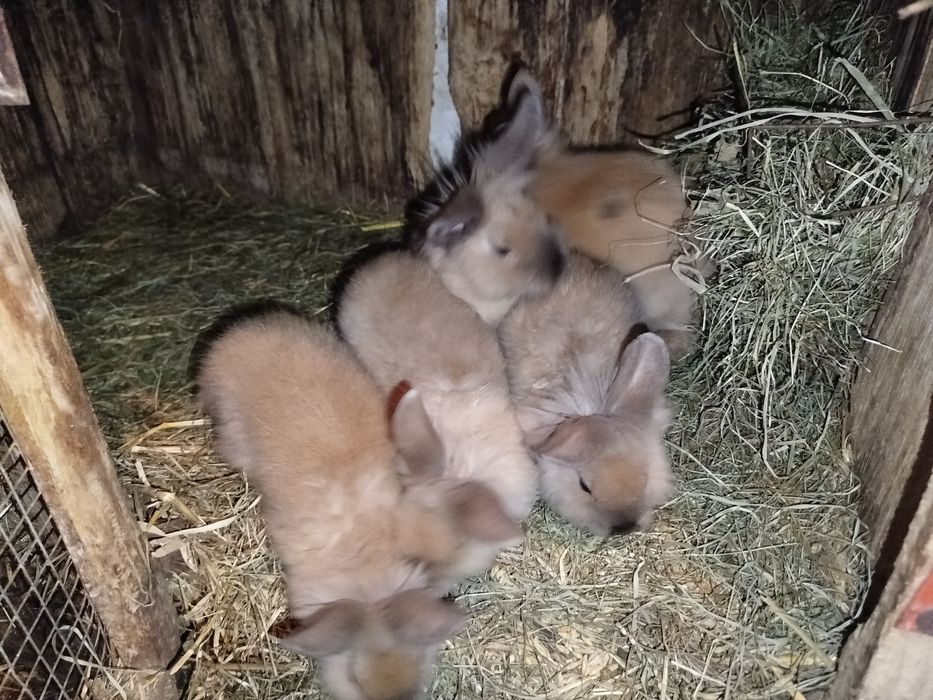 Króliki miniaturki