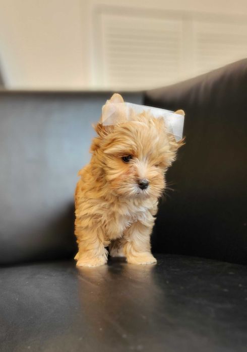 Yorkshire Terrier rezerwacja