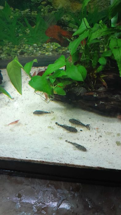 Ancystrus, tenho uma nova ninhada disponível