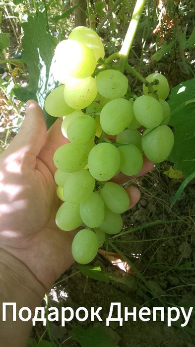 Черенки винограда
