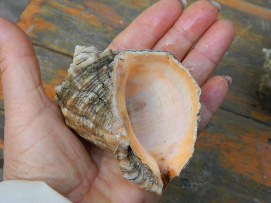 Натуральные ракушки морского рапана