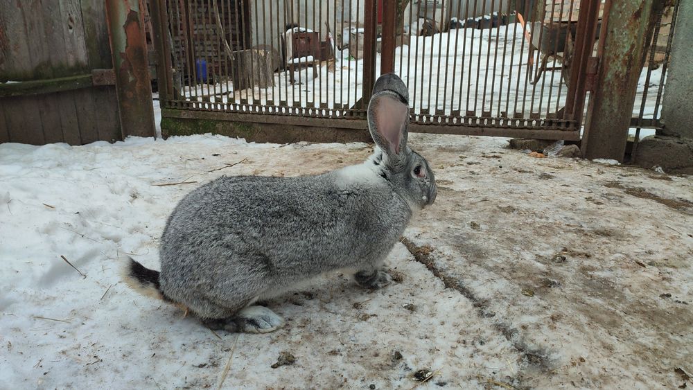 У продажу є кролики різних порід та полнораціонний комбікорм