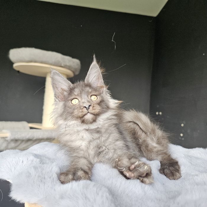 Koteczka  Maine coon rodowód fpl