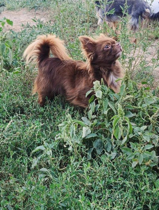Хлопчик міні- стандарт.
