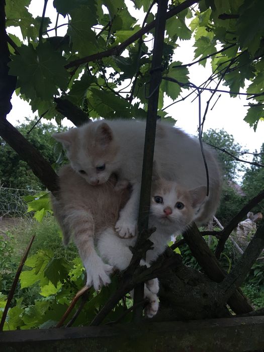 Кошенята в добрі руки!