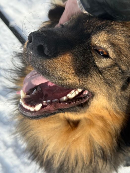 Mushu - puchaty piesek szuka domu