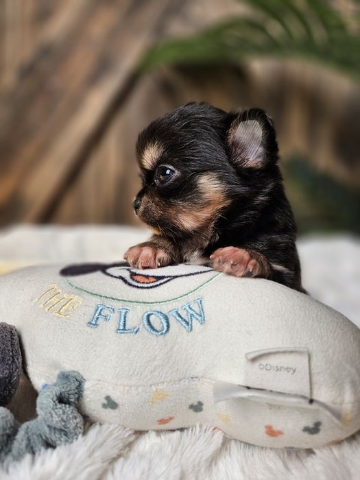 Chihuahua śliczny długowłosy chłopczyk