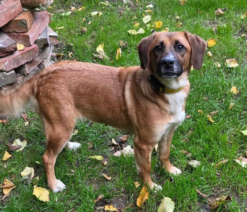 Fajna, młoda, średniej wielkości sunia FIGA poleca się do adopcji!